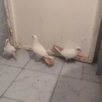 دم زرد نرماده کلای اصل