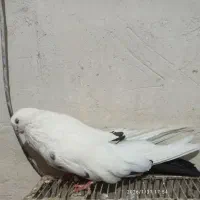 کبوتر سبز|پرنده|میانه, |دیوار