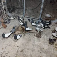 27تا بهبونی