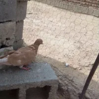 کبوتر|پرنده|بناب, |دیوار