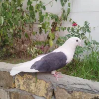 کبوتر|پرنده|اصفهان, قائمیه|دیوار
