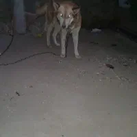 سگ هاسگی ماده