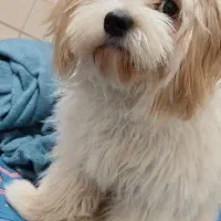 سگ تعلیم دیده مالتیز عروسکی شناسنامه دار سایز ریز|سگ|قم, صفائیه|دیوار