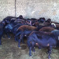 برره.نر.گوسفند|حیوانات مزرعه|سبزوار, ابارش|دیوار