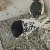 یک جفت کله و یک کلاغ سیاه نر|پرنده|مشهد, کریم آباد|دیوار