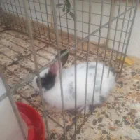 سه عدد خرگوش دستی و دوست داشتنی