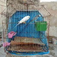 مرغ عشق