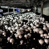 فروش تعدادی قفسه پرورش قارچ