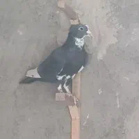 کفتر پلنگ