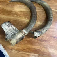 شاخ|کلکسیون اشیاء عتیقه|شهر ری, سیزده آبان|دیوار