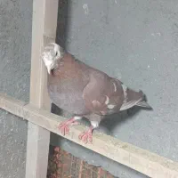 کفتر|پرنده|قرچک, محمد آباد|دیوار