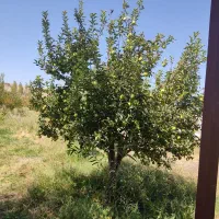 اجاره ۶ هکتار