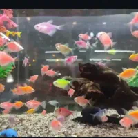 آکواریوم ۴۰ لیتری