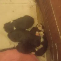 ۵عدد سگ اشپیز پامر