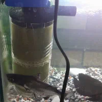 ماهی با اکواریم|ماهی|مشکین‌دشت, |دیوار