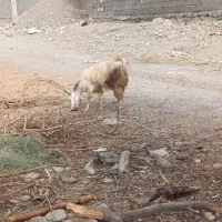 فروش یا معاوضه گوسفند بامتور کسی خواست پیام بده