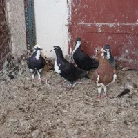 کبوتر