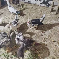 اردک روسی بالغ ونیمچه|حیوانات مزرعه|بندر امام خمینی, |دیوار