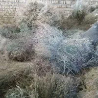 فروش پرس و باغ|حیوانات مزرعه|قیدار, |دیوار