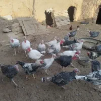 بوقلمون محلی