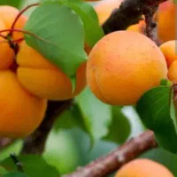 جمع آوری زردآلو