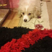 سگ نرباهوش اشپیتز|سگ|پرند, فاز ۵|دیوار