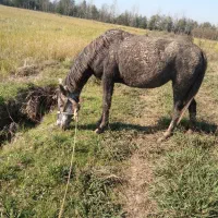 مایان با اسب کره