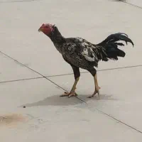 لاری