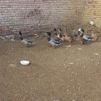 فروش اردک پروازی