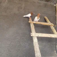 پرنده|پرنده|خرمشهر, |دیوار