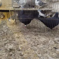 کفتر ذاغ ابادانی چش نوک سفید|پرنده|ماهدشت, |دیوار