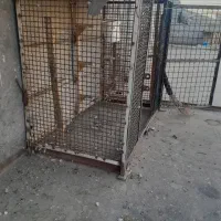 قفس