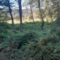 فروش-امتیاز-مرغداری