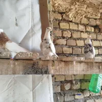 طوقی وسینه کله و ساده