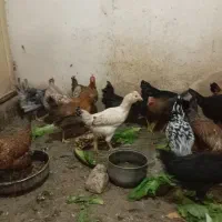 تخم مرغ نطفه دار|حیوانات مزرعه|شیراز, میانرود|دیوار