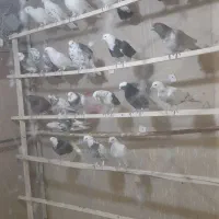 کبوتر پرشی|پرنده|الیگودرز, |دیوار