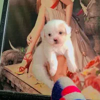 پامر کراس فسقلی