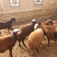 میش افشاری آبستن،کاورزاییده بره نر،بزبزغاله دار