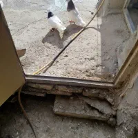 کبوتر فیلی طوقی|پرنده|فیروزآباد (آذربایجان), |دیوار