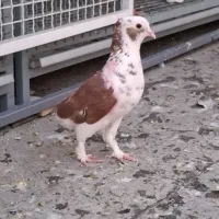 کفتر کبوتر