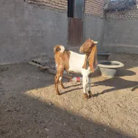 ۳عدد بزغاله*یک عدد بز|حیوانات مزرعه|کاشمر, |دیوار