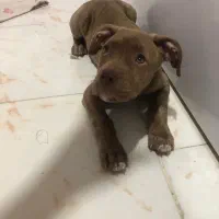 واگذاری سگ پیت بول امریکایی|سگ|تهران, جردن|دیوار