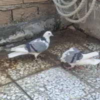 کبوتر کفتر|پرنده|شهریار, شهریار|دیوار