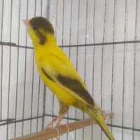 قناری. و عروس هلندی