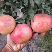 نهال انار بی دانه ماریا ، ضیا . انار فوق نرم هسته