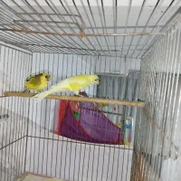 جوجه قناری