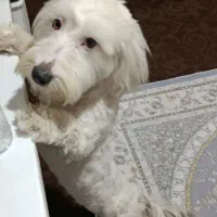 واگذاری رایگان پت به خانواده