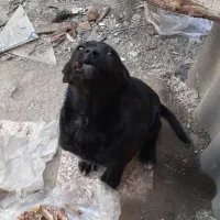 سگ رایگان واگذاری