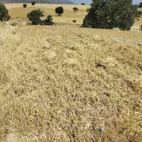 زمین دیم کارزان