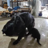 واگذاری توله ژرمن بلک و ابلغ|سگ|ساری, |دیوار